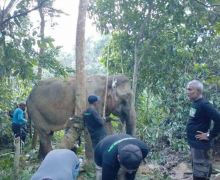 Seekor Gajah Sumatra Ditemukan dalam Kondisi Terluka di Aceh Timur - JPNN.com
