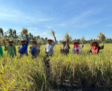 Mantap, Program CSR Pertamina Hulu Mahakam Sukses Hasilkan Panen Raya Padi Organik di Kukar - JPNN.com