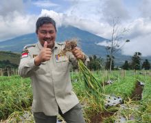 Makin Moncer, Produktivitas Bawang Putih Temanggung Tembus 14 Ton per Hektare - JPNN.com