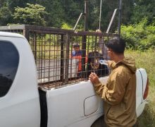Beruang Madu Berkeliaran di Perkampungan, BBKSDA Riau Bertindak - JPNN.com