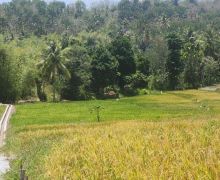 Pupuk Subsidi Naik 100 Persen, Petani di Papua Selatan Ingin Tingkatkan Produktivitas - JPNN.com