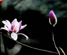 Amankah Magnolia untuk Ibu Hamil? Pakar Kesehatan Beri Penjelasan - JPNN.com