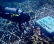 BRI Menanam Grow & Green jadi Cara Menjaga Ekosistem Laut dan Pengembangan Wisata - JPNN.com