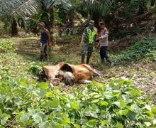 Harimau Sumatra Memangsa Seekor Sapi di Aceh Timur - JPNN.com