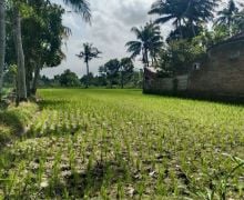 Ratusan Hektare Sawah di Lombok Tengah Alami Kekeringan - JPNN.com