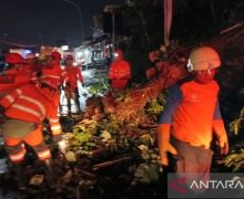 Pengendara Motor Tewas Tertimpa Pohon Tumbang di Bogor - JPNN.com
