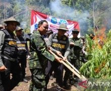2,5 Hektare Lahan Ganja di Aceh Besar Dibakar BNN - JPNN.com