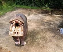 Viral Pengunjung Lempar Sampah Plastik ke Mulut Kuda Nil, Pihak Taman Safari Bereaksi - JPNN.com
