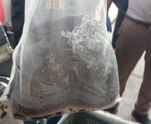 Bea Cukai Teluk Nibung Gagalkan Penyelundupan Reptil ke Malaysia - JPNN.com