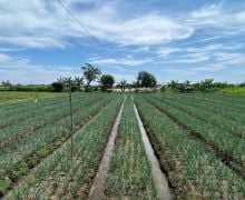 Kementan Dorong Peningkatan Produksi Hortikultura jadi Prioritas Utama - JPNN.com