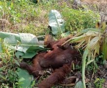 Orangutan Ditemukan Mati di Kayong, Ada Luka di Punggung - JPNN.com