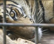 Pekerja Kebun Sawit Diterkam Harimau saat Kencing, Diseret, Kepala dan Badan pun Pisah - JPNN.com