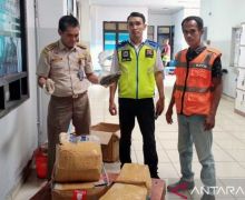 BBKHIT Sulsel Menggagalkan Penyelundupan 61 Kg Teripang Bernilai Ratusan Juta Rupiah - JPNN.com