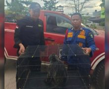 BKSDA Amankan Lutung yang Tersengat Listrik di Sampit - JPNN.com