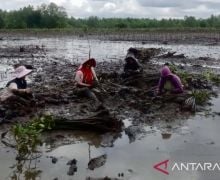 193.100 Mangrove Ditanam Untuk Pulihkan Ekosistem Lingkungan di Kalsel - JPNN.com