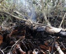 Polisi Tangkap 7 Dalang Kebakaran Hutan dan Lahan di Riau - JPNN.com
