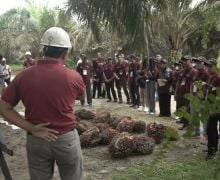 Siapkan SDM Berkualitas, BPDPKS Gelar Pelatihan untuk Petani Kelapa Sawit - JPNN.com