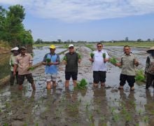 Kementan dan Pemkab Probolinggo Tanam Padi Bersama Demi Mendongkrak PAT dan LTT - JPNN.com