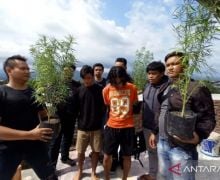 Membudidayakan Ganja di Atap Rumah, 2 Remaja Ditangkap Polresta Mataram - JPNN.com