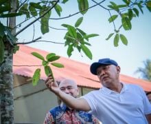 Menteri Teten Dorong Pengembangan Produk Kratom - JPNN.com