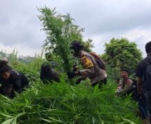 Lereng Gunung Semeru Ditanami Ribuan Pohon Ganja - JPNN.com