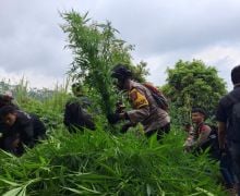 Polisi Temukan 10.000 Tanaman Ganja di Lereng Gunung Semeru - JPNN.com