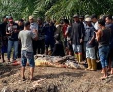 Hii, Jasad Kakek di Rohil Ditemukan di Dalam Perut Buaya - JPNN.com