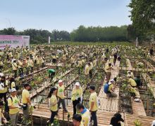 Penanaman 5.000 Pohon Bakau untuk Mengembalikan Kawasan Pesisir yang Asri - JPNN.com