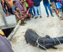 Waduh, Buaya Masuk ke Pemukiman Warga, Lihat Tuh - JPNN.com