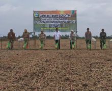 Kementan dan Pemkab Tanah Laut Dukung PAT dengan Tanam Padi Serentak - JPNN.com