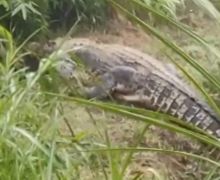 Geger, Buaya Lepas dan Berkeliaran di Sawah Warga Cianjur - JPNN.com