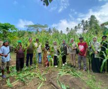 Demplot KPB Totari Laha Halmahera Barat Sukses Panen Perdana Jagung Dua Tongkol - JPNN.com