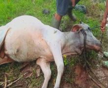 Puluhan Ekor Sapi di Gorontalo Mati Diracun - JPNN.com