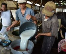 Bangkitkan Industri Susu Lokal, Menko Pangan Resmikan Kandang Sapi Perah Rakyat - JPNN.com