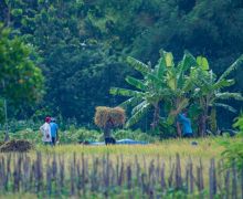 Dukung Program Pemerintah, PIS Dorong Produktivitas Lahan Petani di Sleman - JPNN.com