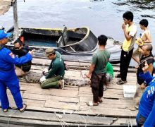 Buaya Muara 2,5 Meter di Pulau Hanaut Dievakuasi BKSDA Sampit - JPNN.com