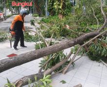 Hujan Deras Disertai Angin Sebabkan 8 Pohon Tumbang di Surabaya - JPNN.com