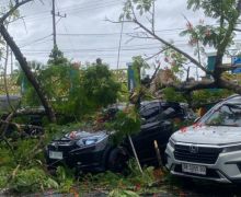 Kendaraan-Kendaraan Tetimpa Pohon Tumbang Akibat Cuaca Ekstrem di Lombok Timur - JPNN.com