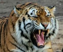 Harimau Sumatra Memangsa Ternak Milik Warga di Pesisir Barat Lampung - JPNN.com