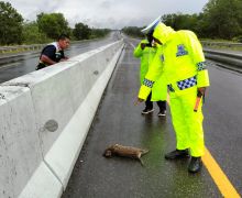 Hewan Dilindungi Macan Akar Mati Terlindas di Tol Dumai-Pekanbaru - JPNN.com