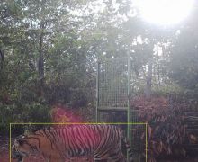 Harimau Sumatra Terekam Kamera di Pesisir Barat Lampung, Melintas Dekat Kandang Jebak  - JPNN.com