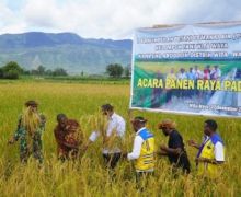 140 Kelompok Tani P3A Wita Waya Panen Perdana Padi di Papua Pegunungan - JPNN.com