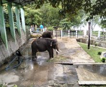 2 Gajah Sumatra Dirantai, Pemkab Wonogiri Angkat Bicara - JPNN.com