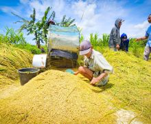 Harga Gabah di Bawah HPP, Petani Kulonprogo Minta Bulog Segera Bertindak - JPNN.com