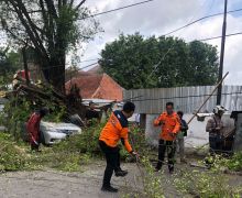 Lagi, Pohon Tumbang di Semarang, Mobil Ringsek Bagian Depan - JPNN.com