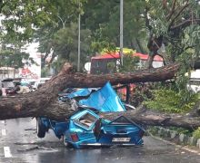 Cuaca Ekstrem Mengintai, 22 Ribu Pohon di Semarang Berisiko Tumbang - JPNN.com