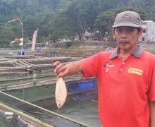 Ribuan Ikan Keramba di Telaga Ngebel Ponorogo Mati Mendadak - JPNN.com