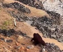 Gerak Cepat, BKSDA Kaltim Kerahkan Tim Cari Keberadaan Orangutan di Area Tambang - JPNN.com