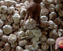 KPPU Pantau Kenaikan Harga Bawang Putih - JPNN.com