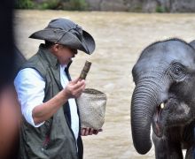 Menhut Raja Antoni Memandikan Gajah di Tangkahan, Dukung Ekowisata di Taman Nasional - JPNN.com